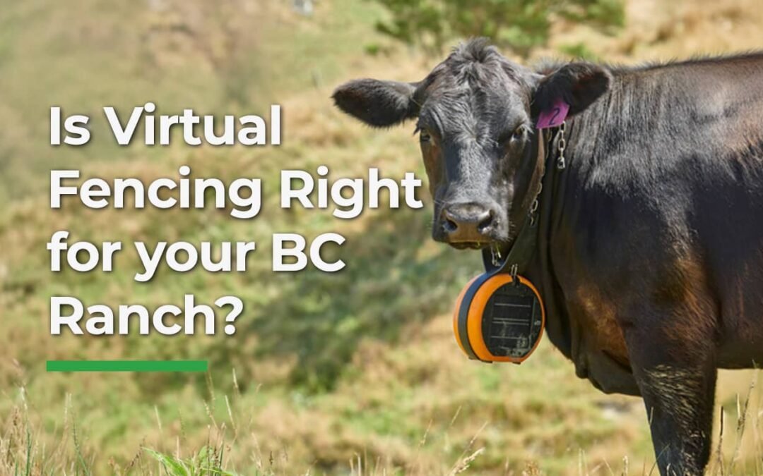 Virtual Fencing for BC Ranches: Ranchers Share eShepherd Reviews & Cost