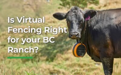 Is Virtual Fencing Right for Your BC Ranch? Here’s What Ranchers Are Actually Saying