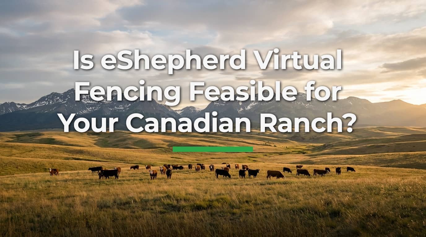 Is eShepherd Virtual Fencing Feasible for Your Canadian Ranch?