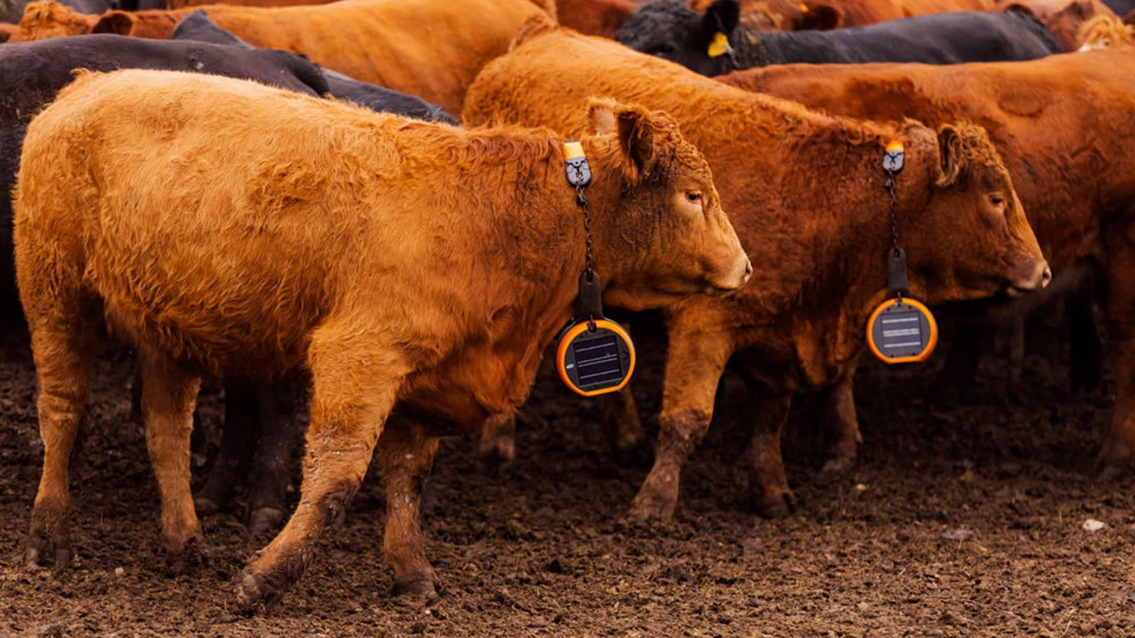 eshepherd-virtual-fencing-canada