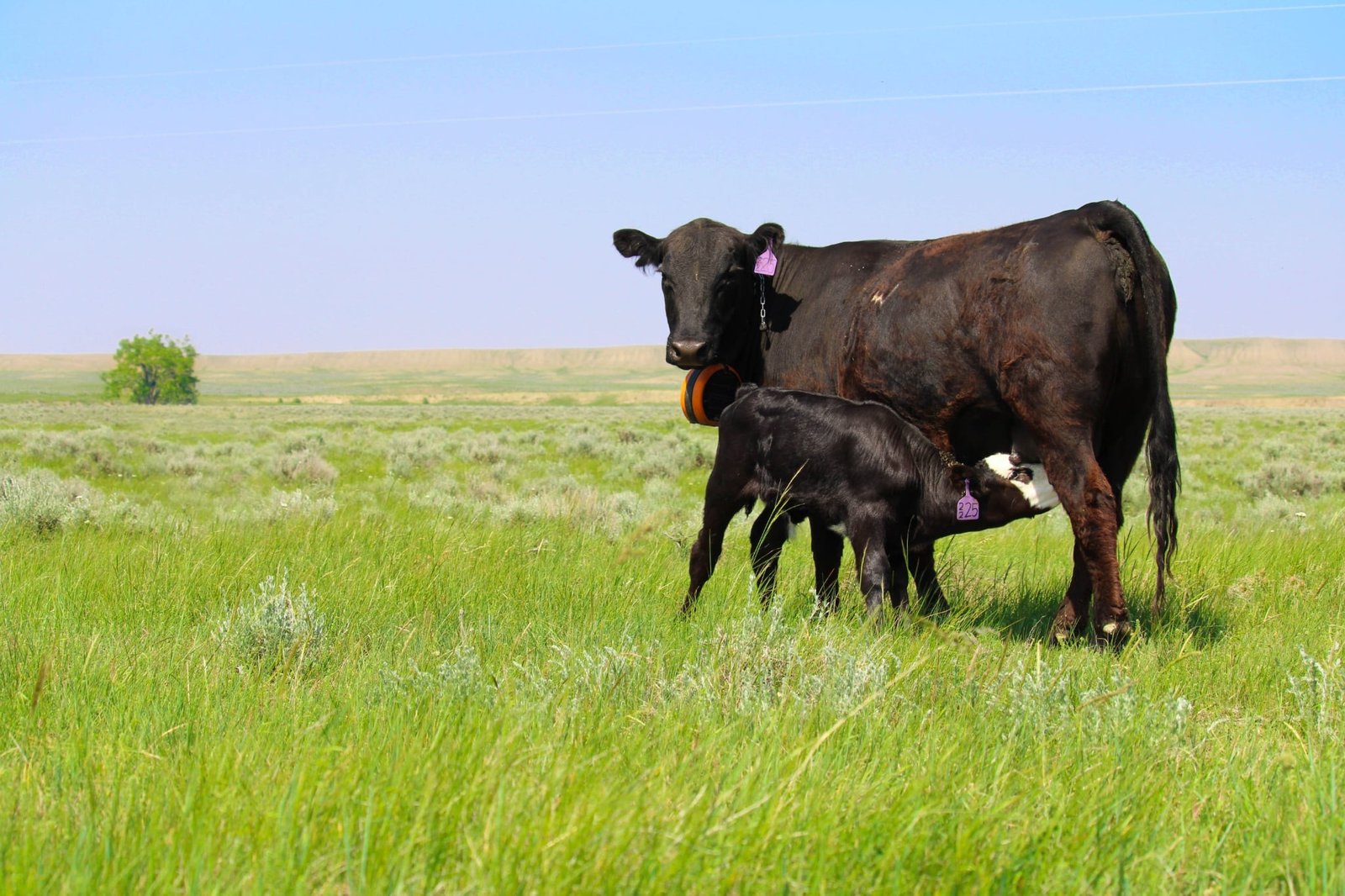 Cow nursing a calf in Montana