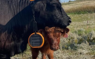 eShepherd in Winter: Does It Actually Work for Bale Grazing?