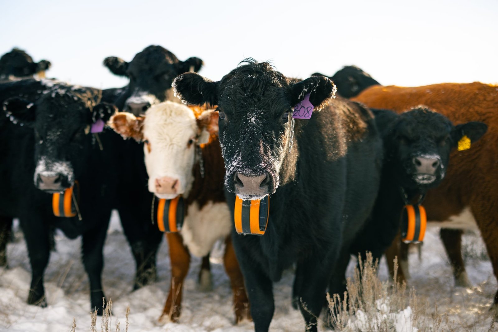 Healthy, well-managed cattle at the Box X Ranch. Virtual fencing has supported strong animal health outcomes alongside the grazing performance gains.