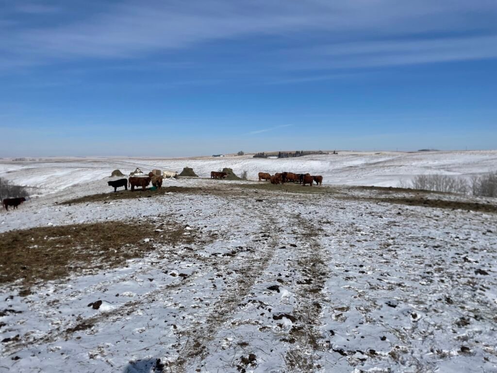 Snowy hay bales after snowfall and hard freeze