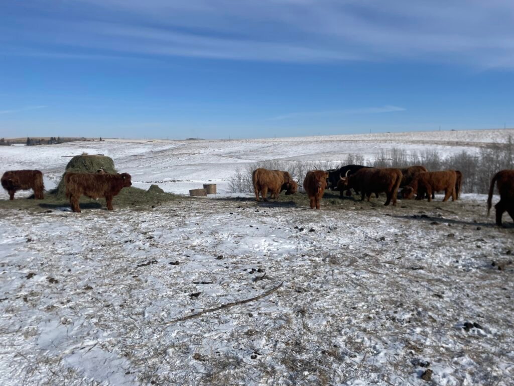 Beef cattle feeding from a round hay bale on frozen ground during winter bale grazing