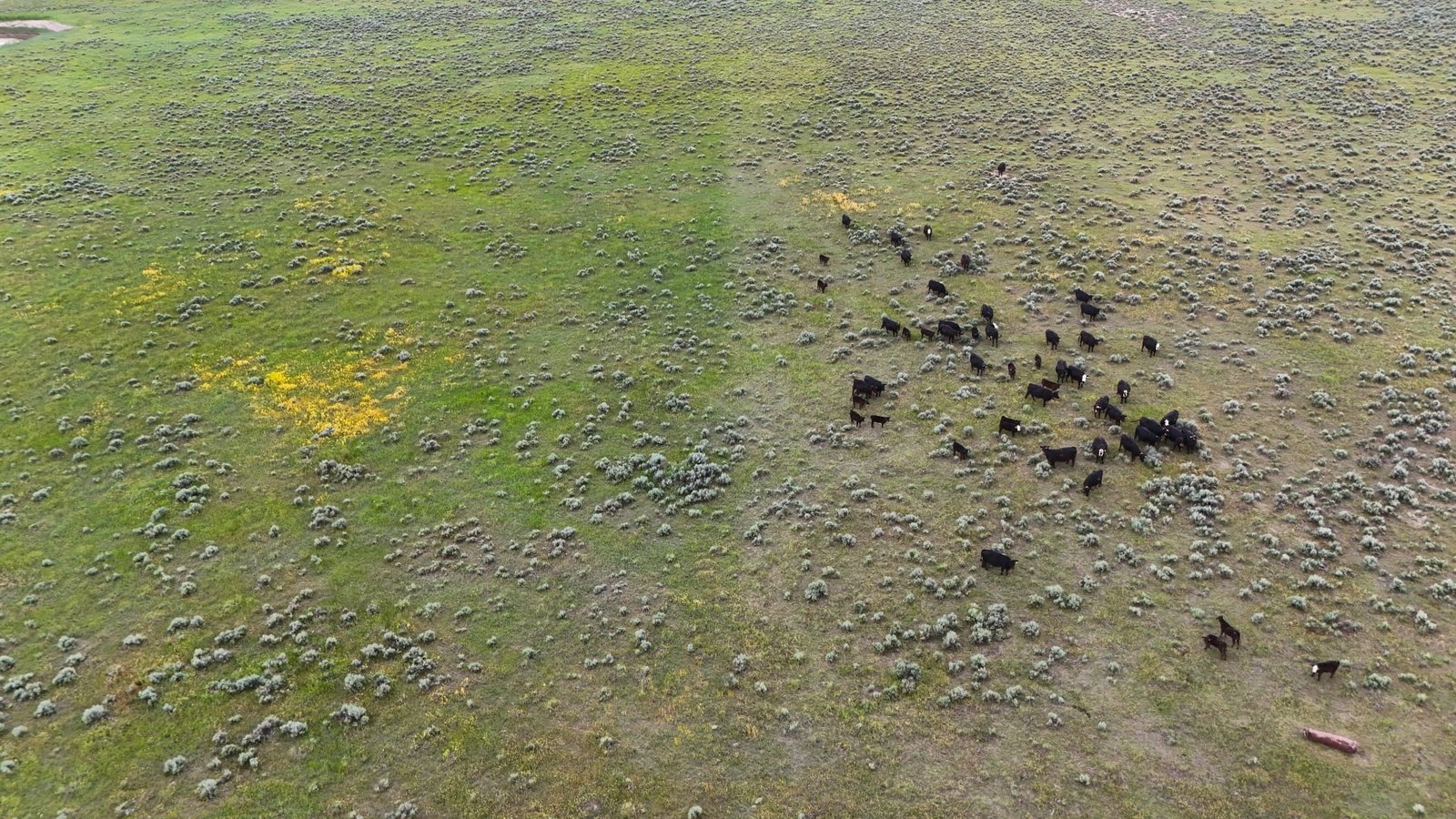 The Box X Ranch, Montana. Shortgrass prairie, BLM ground, extreme temperatures - not exactly a forgiving testing environment for new technology.