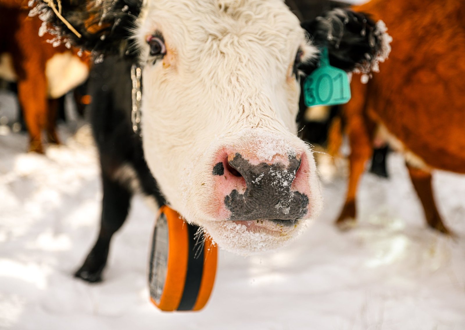 Cattle wearing Gallagher eShepherd neckbands at the Box X Ranch. Consistent containment across variable conditions.
