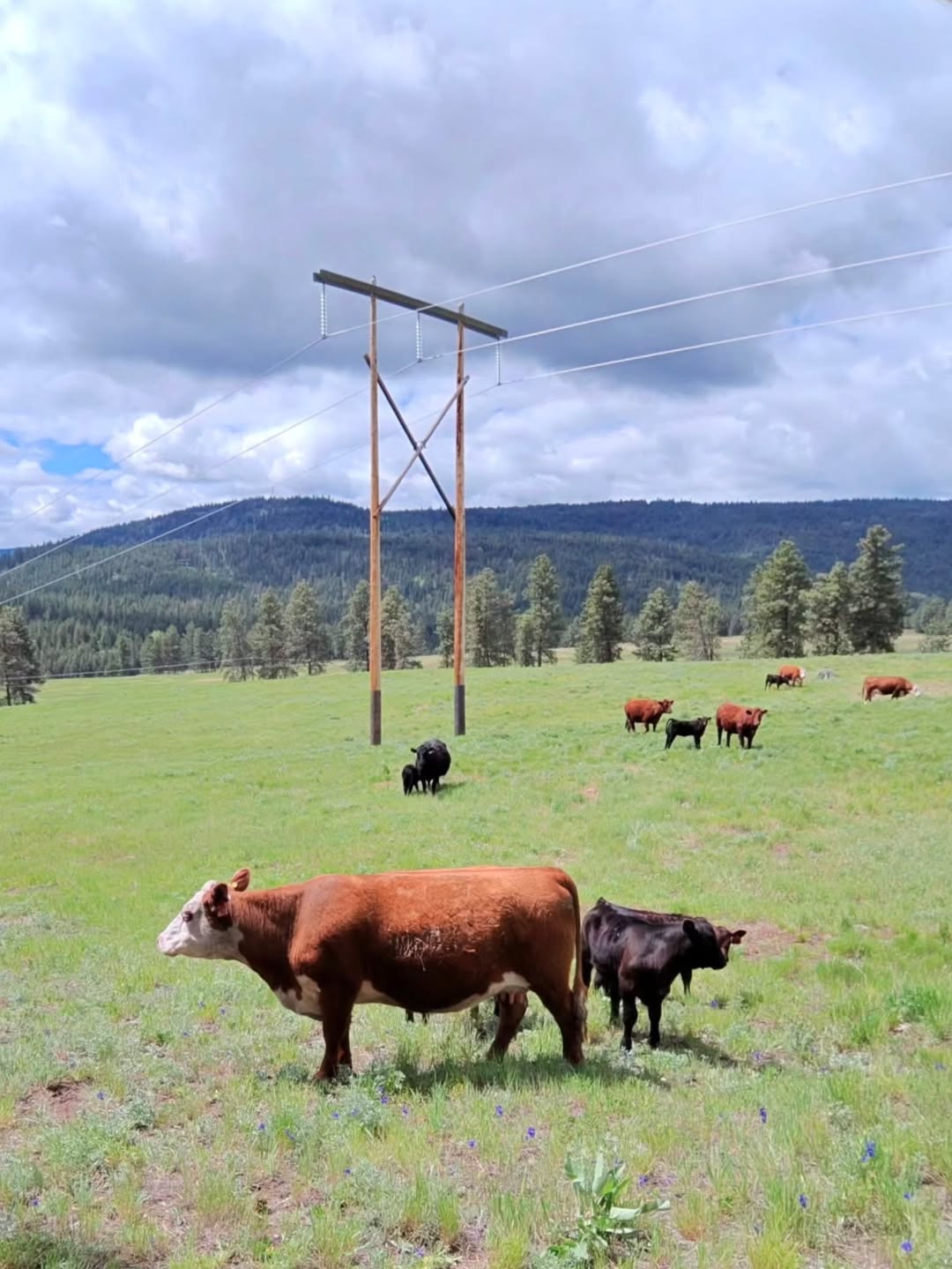 Last year, we tested a few GSatRancher GPS ear tags to track the movement of our cows. The data (2) Last year we tested a few GSatRancher GPS ear tags to track the movement of our cows. The data 2