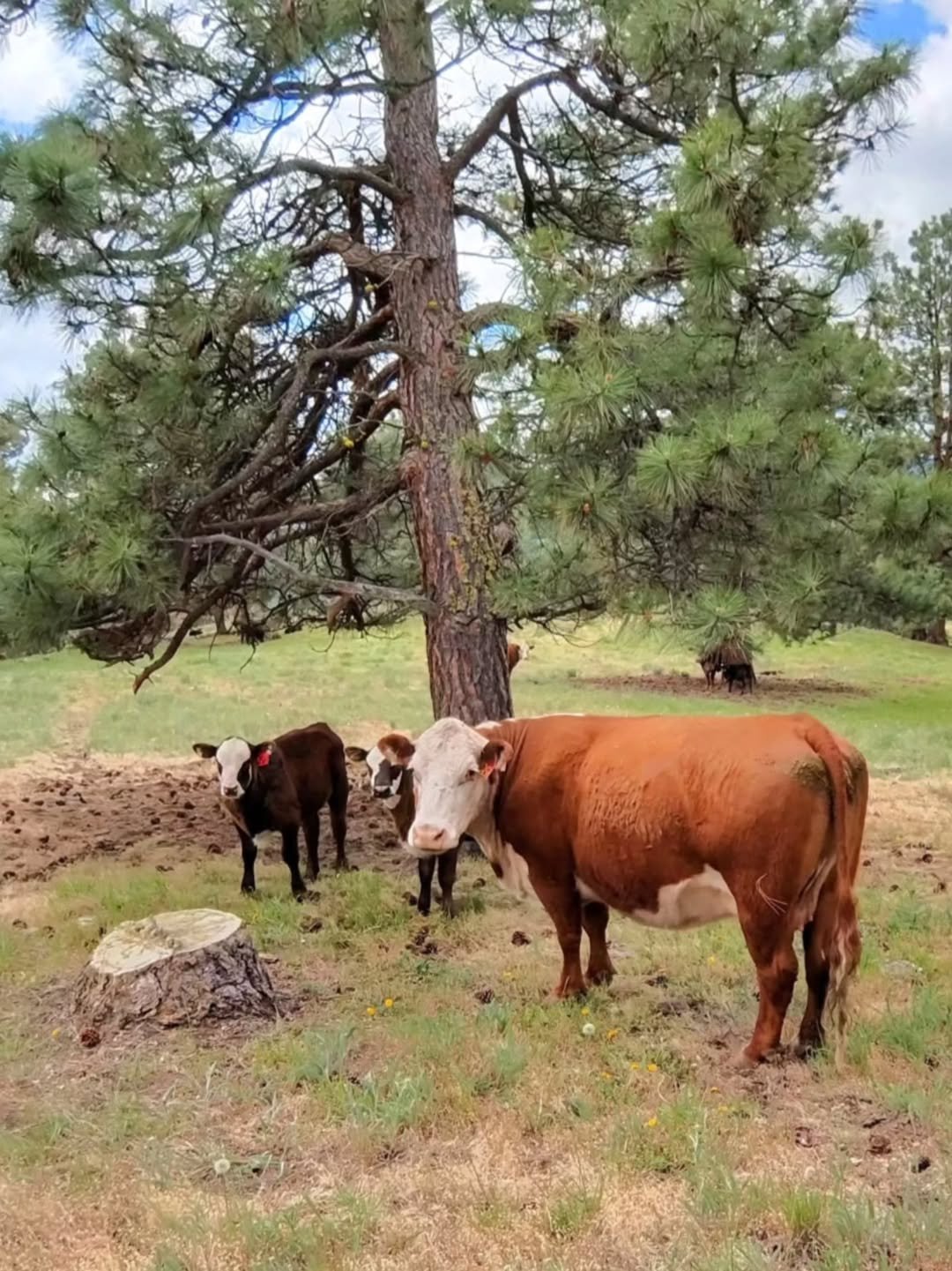 Last year, we tested a few GSatRancher GPS ear tags to track the movement of our cows. The data (4) Last year we tested a few GSatRancher GPS ear tags to track the movement of our cows. The data 4