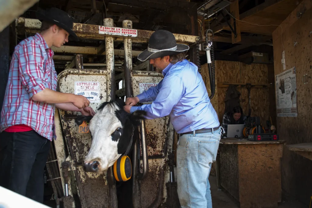 installing eshepherd neckband in armstrong bc
