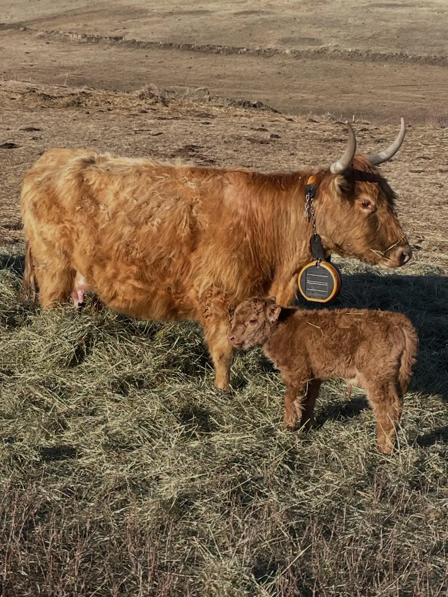 installing-virtual-fencing-eshepherd We can't wait to see you out at Bunny Coulee Farm. Come learn, ask questions, and see virtual fencing in action!