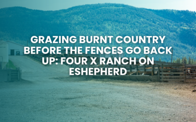 Grazing Burnt Country Before the Fences Go Back Up: Four X Ranch on eShepherd