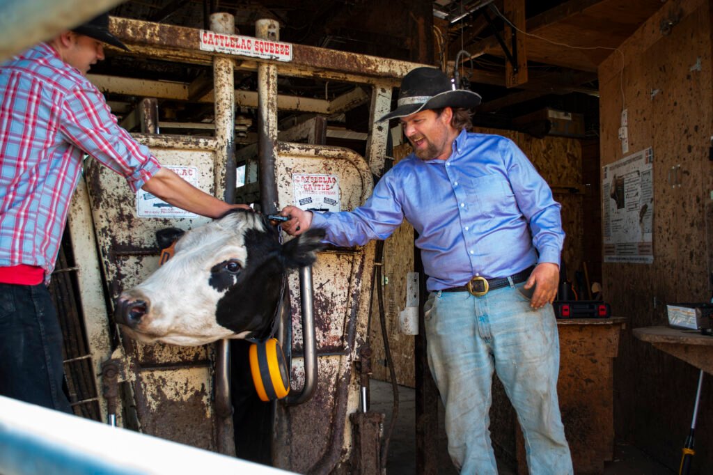 Two ranchers wearing cowboy hats working together inside a handling barn to fit an orange eShepherd virtual fencing neckband on a black-and-white cow secured in a Cattlelac Squeeze chute.