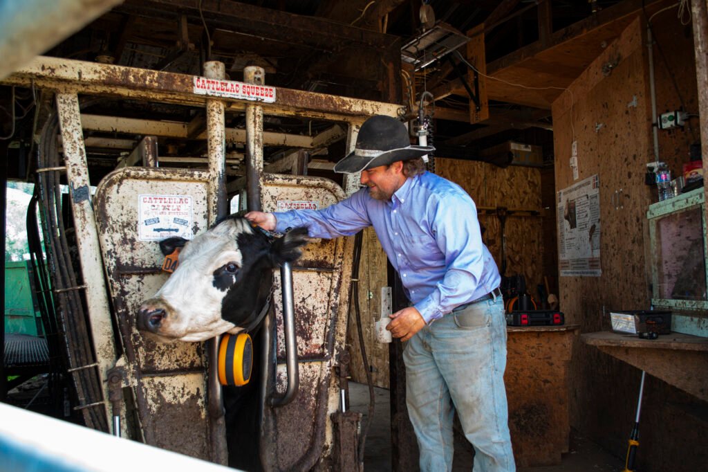 A rancher wearing a cowboy hat and blue shirt adjusting an eShepherd virtual fencing neckband on a black-and-white cow held in a metal Cattlelac Squeeze chute inside a barn.