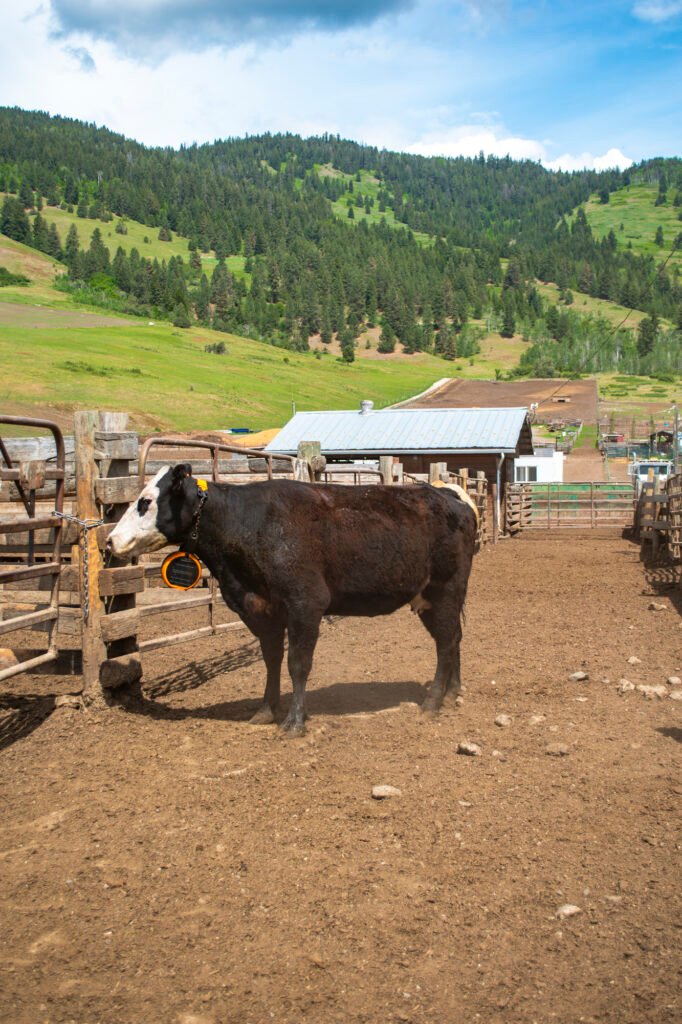 A black-and-white cow wearing an orange eShepherd virtual fencing neckband standing in an outdoor dirt pen, with wooden corral fences, ranch outbuildings, and pine-forested mountains in the background.