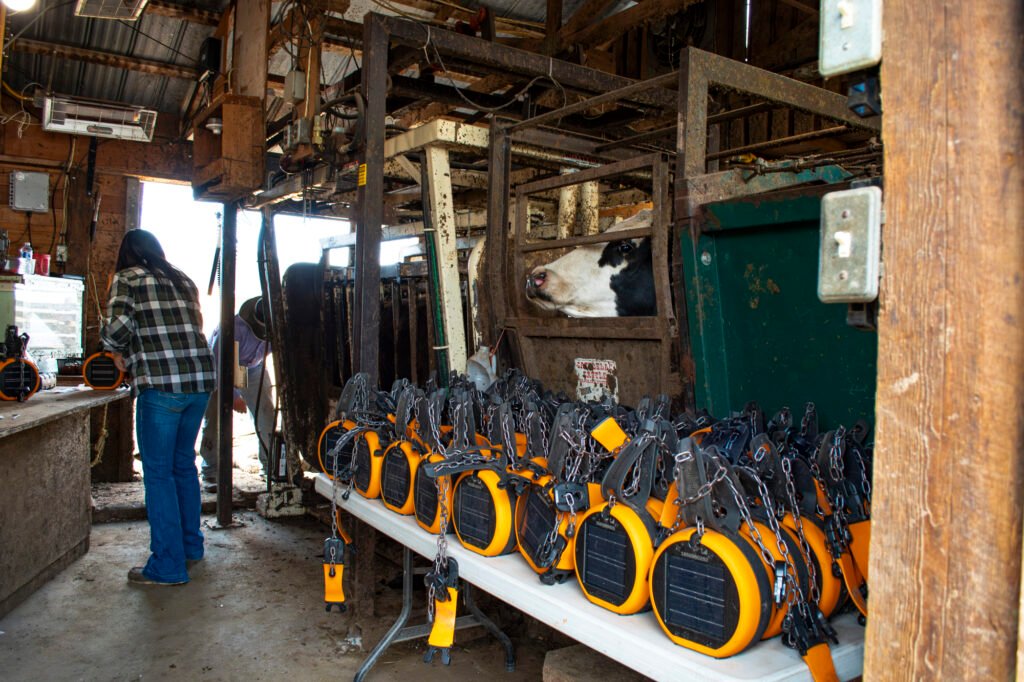 Row of orange and black eShepherd virtual fencing neckbands lined up on a folding table inside a cattle handling barn, with a cow standing in a squeeze chute and ranch workers managing equipment in the background.