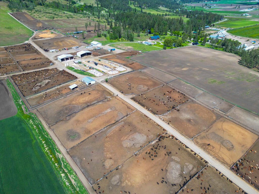 High-angle aerial view of OK Ranch showing extensive dirt livestock paddocks with cattle, farm buildings, dirt roads, green pastures, and surrounding pine forest hills.